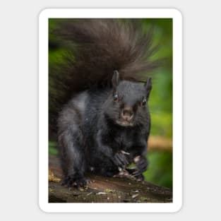 Eastern Grey Squirrel Sticker